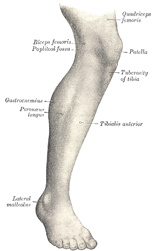 human leg anatomy