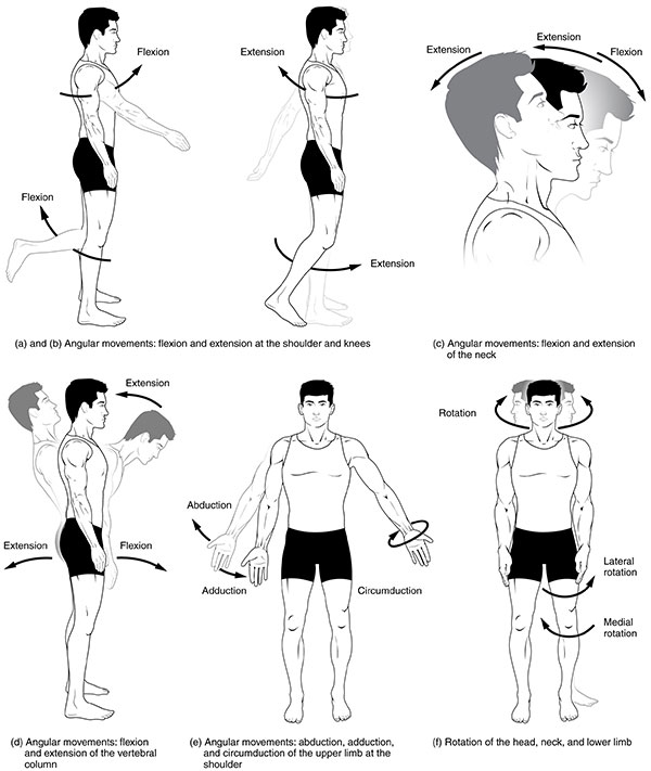 shoulder movement