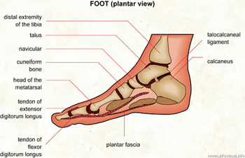 podiatry & physiotherapy treating foot pain