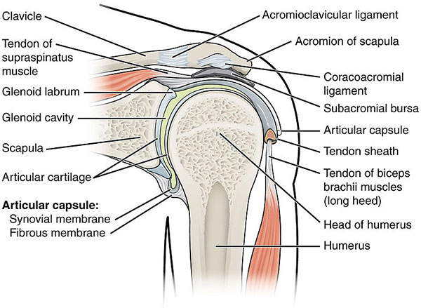 anatomia da articulação do ombro