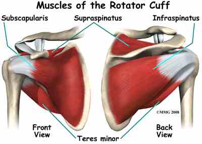 Muscles_Rotator_Cuff